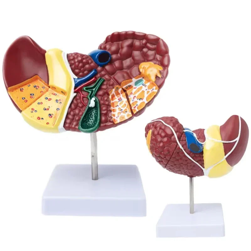 Pathologisch leveranatomisch model 1:1 Menselijk levermodel Anatomieweergave voor medische schoolstudie en onderzoek