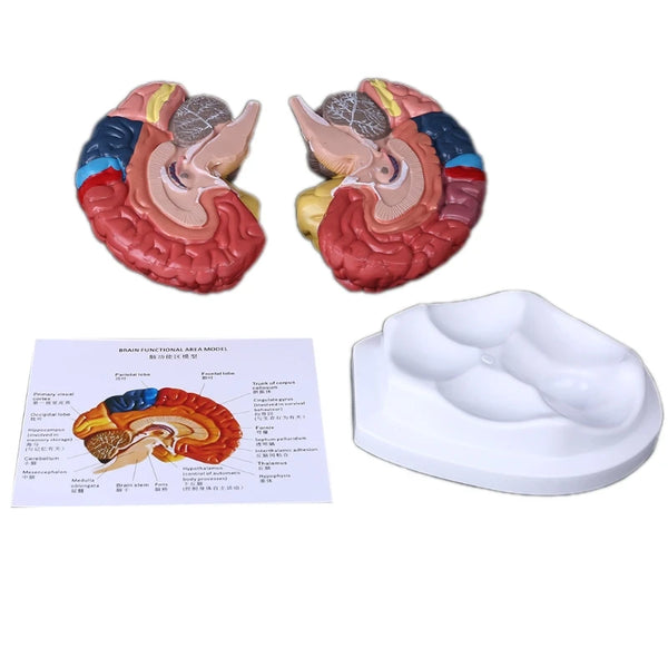 Life Size Human Brain Functional Area Model Anatomy for Science Classroom Study Display Teaching Sculptures  Drop Shipping
