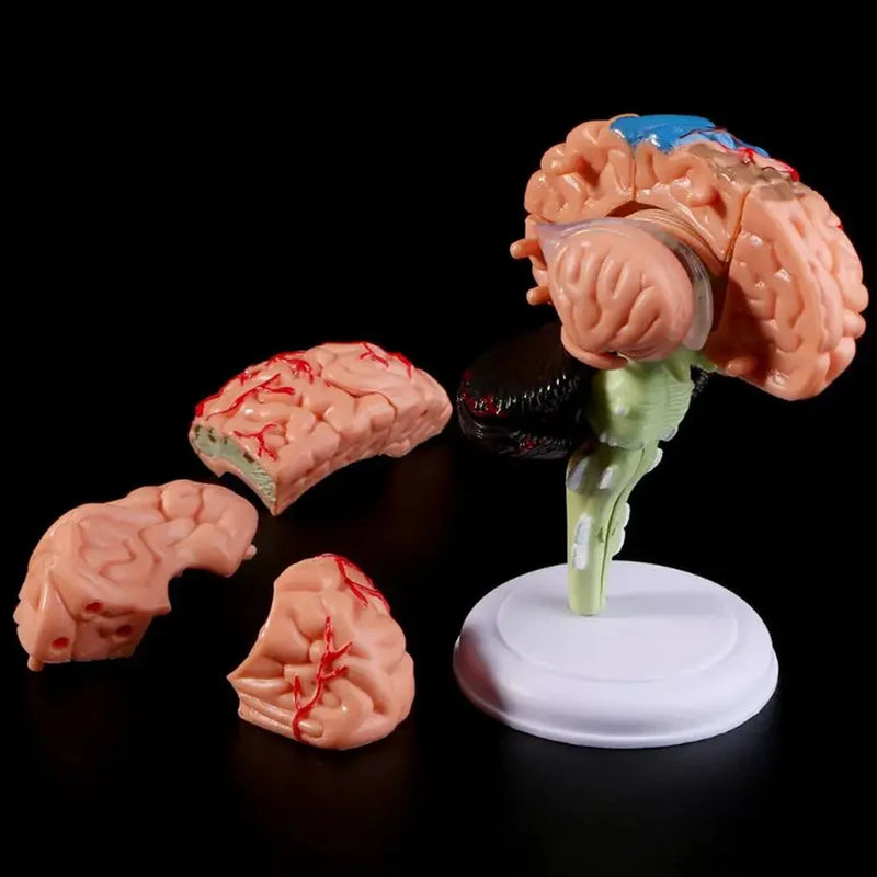 4D Разобранная анатомическая модель человеческого мозга, анатомический медицинский обучающий инструмент, статуи, скульптуры, медицинская школа, ПВХ, 100% бренд