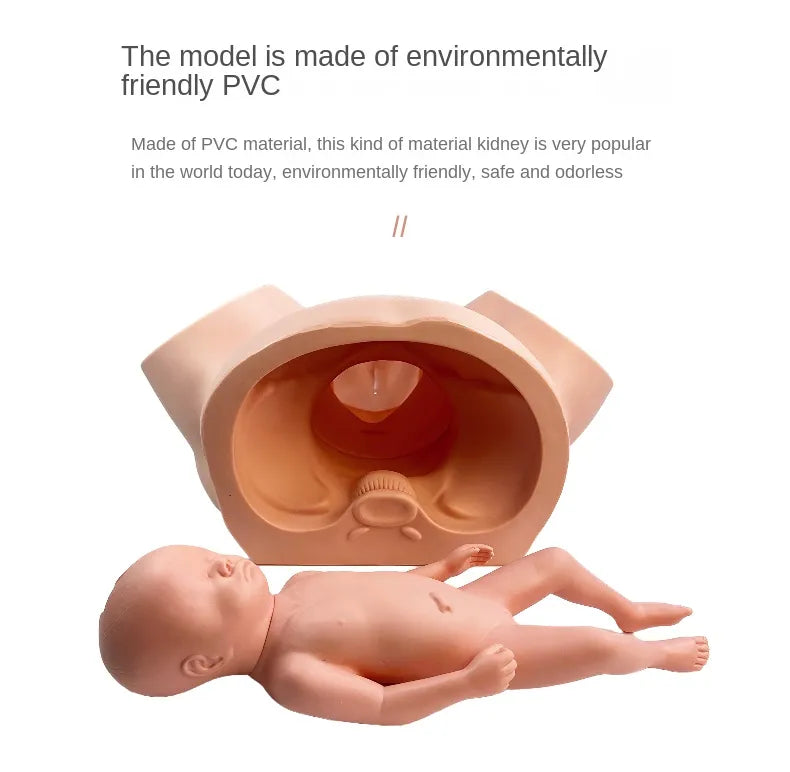 Fortgeschrittenes Hebammen-Trainingsmodell, Anatomie-Geburtssimulator-Männchen zum Lehren und Lernen, Anzeigetool