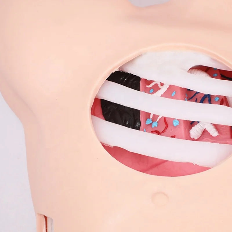 Simulador de Prática de Pneumotórax e Hidrotórax | Modelo de Treinamento para Tratamento de Feridas Torácicas para Estudantes de Enfermagem e Medicina