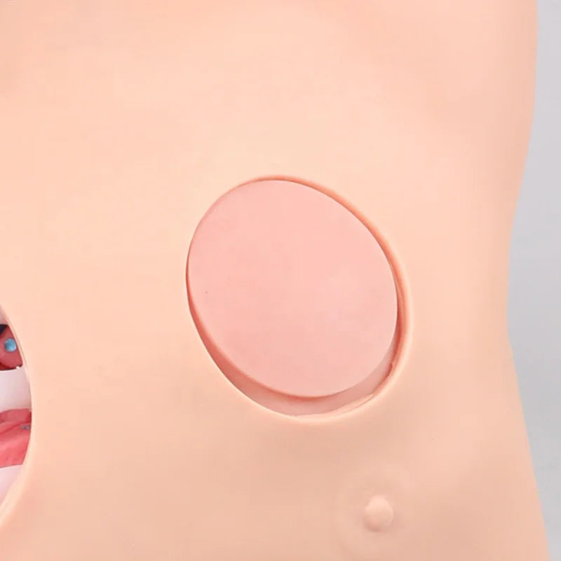 Simulador de Prática de Pneumotórax e Hidrotórax | Modelo de Treinamento para Tratamento de Feridas Torácicas para Estudantes de Enfermagem e Medicina