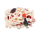 16 pezzi Modulo di valutazione del trauma Modello di simulazione di pronto soccorso medico Attrezzatura didattica