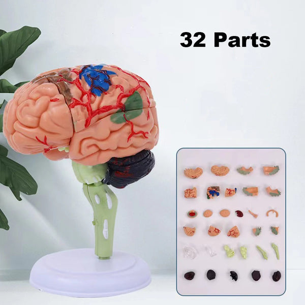 4D Desmontado Anatómico Modelo de Cerebro Humano Anatomía Herramienta de Enseñanza Médica Estatuas Esculturas Uso Escolar de Medicina PVC 100% Marca