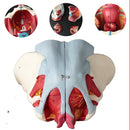 Model Anatomi Panggul Wanita yang Dibongkar PVC Panggul Wanita dengan Dasar Otot dan Saraf Model Perlengkapan Lab