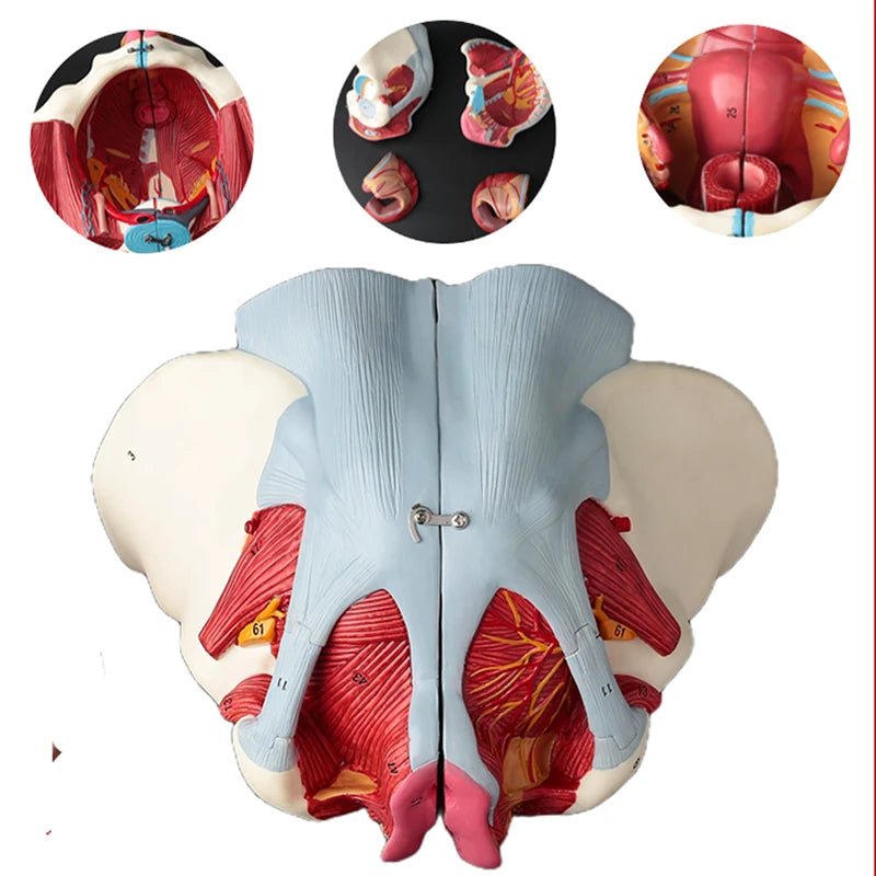 Modèle d'anatomie du bassin féminin démonté, bassin féminin en PVC avec modèle de muscles et de nerfs au sol, fournitures de laboratoire