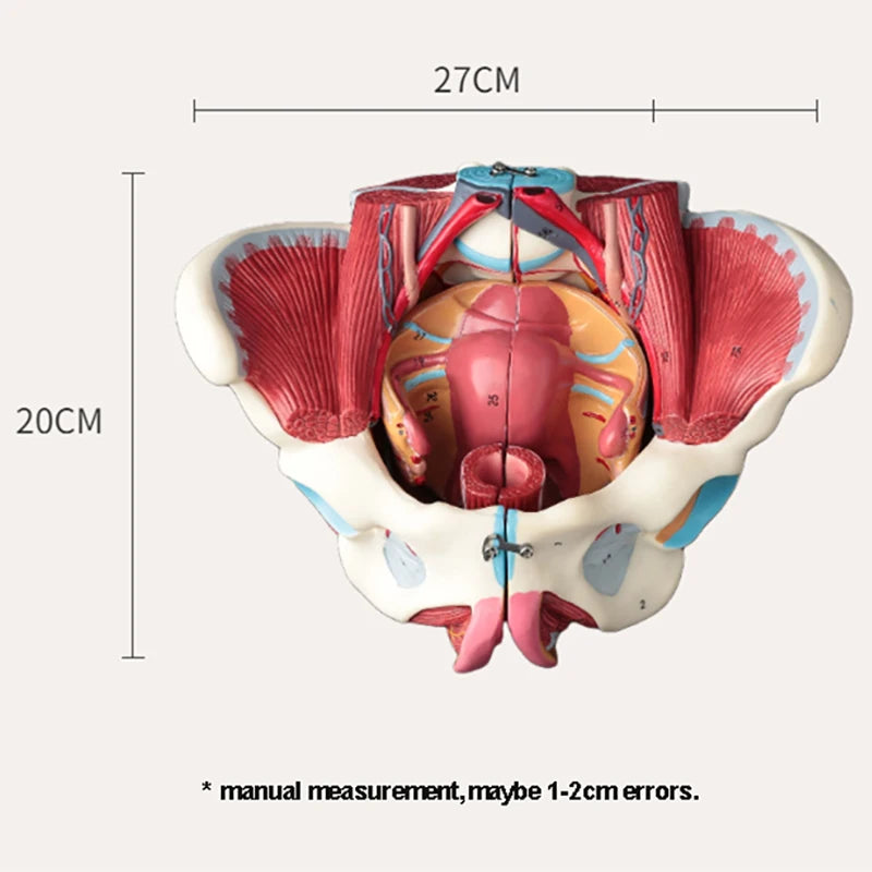 Demonte Kadın Pelvis Anatomisi Modeli PVC Kadın Pelvis Zemin Kas ve Sinir Modeli Laboratuvar Malzemeleri