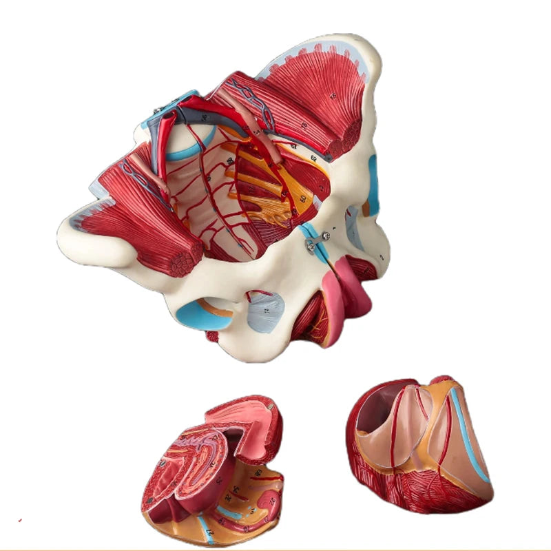 Modello di anatomia del bacino femminile smontato Modello di anatomia del bacino femminile in PVC con forniture da laboratorio per modelli di muscoli e nervi del pavimento