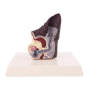 Lesione dell'orecchio del cane Modello anatomico animale Scienze veterinarie Aiuta l'insegnamento della ricerca canina Trasporto di goccia