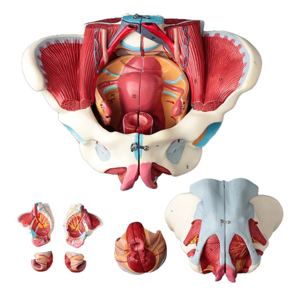 Zdemontowany model anatomiczny miednicy żeńskiej z PVC z materiałami laboratoryjnymi na model mięśni i nerwów