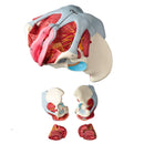 Model Anatomi Panggul Wanita yang Dibongkar PVC Panggul Wanita dengan Dasar Otot dan Saraf Model Perlengkapan Lab