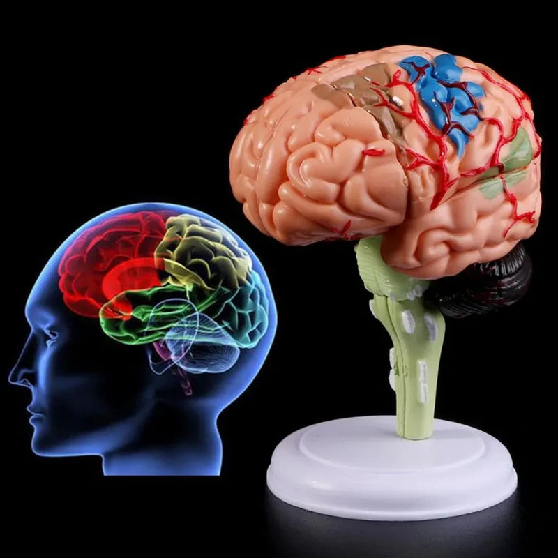 4D zdemontowany anatomiczny model ludzkiego mózgu anatomia medyczne narzędzie do nauczania posągi rzeźby szkoła medyczna użyj PVC 100% marka