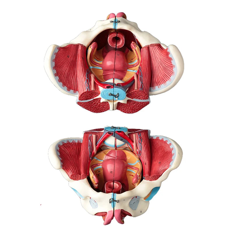 Zerlegtes weibliches Becken-Anatomiemodell, PVC-weibliches Becken mit Bodenmuskel- und Nervenmodell, Laborbedarf