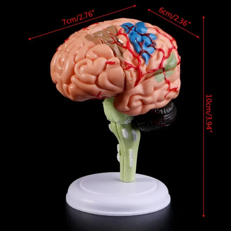 Model Otak Manusia Anatomi 4D Dibongkar Anatomi Alat Pengajaran Perubatan Patung Arca Sekolah Perubatan Menggunakan PVC 100% Jenama