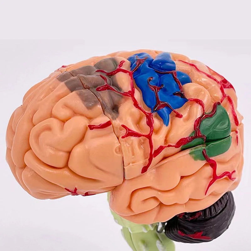 4D Разобранная анатомическая модель человеческого мозга, анатомический медицинский обучающий инструмент, статуи, скульптуры, медицинская школа, ПВХ, 100% бренд