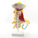 Modelo de anatomía de la columna cervical humana 1:1 Recursos de enseñanza de ciencias médicas