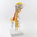 Modelo de anatomía de la columna cervical humana 1:1 Recursos de enseñanza de ciencias médicas