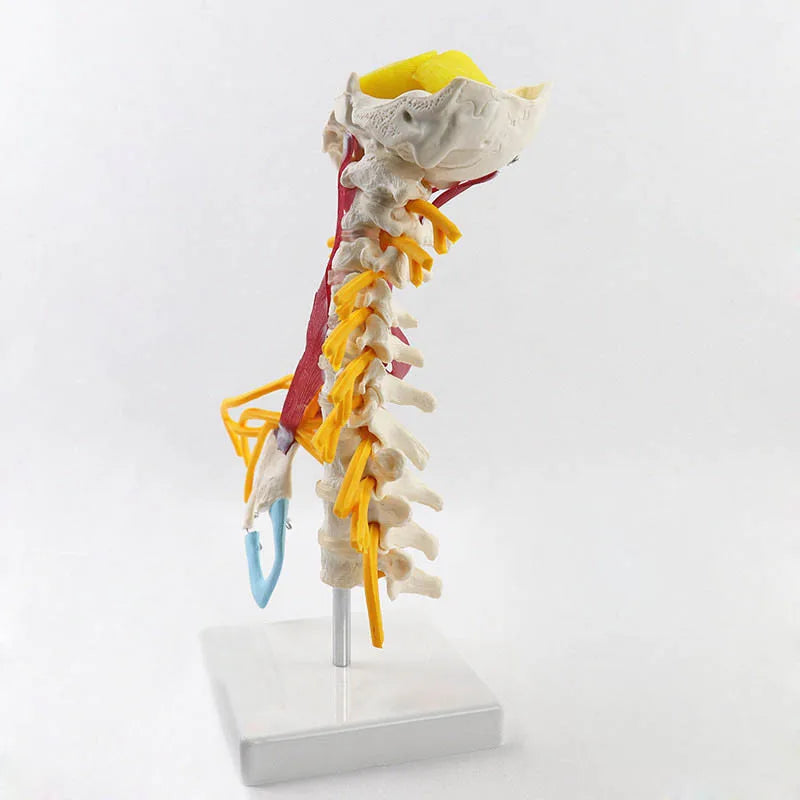 Modèle d'anatomie de la colonne cervicale humaine 1:1, ressources pédagogiques en sciences médicales