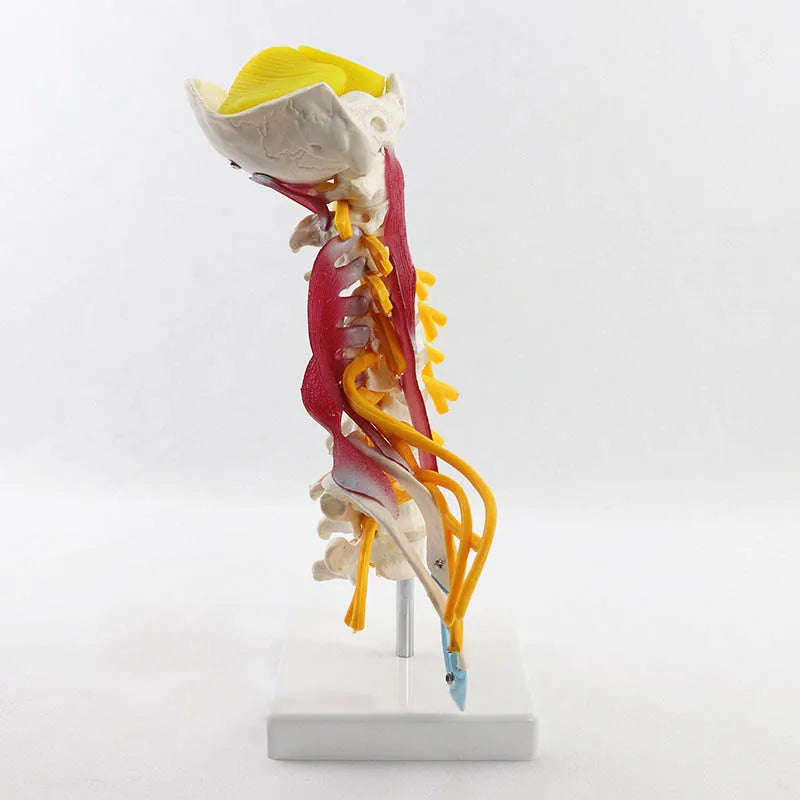 Modelo de anatomía de la columna cervical humana 1:1 Recursos de enseñanza de ciencias médicas