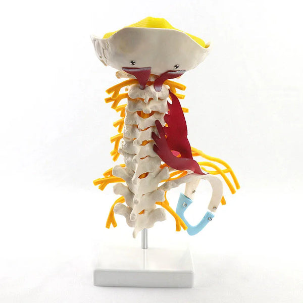 Modelo de anatomia da coluna cervical humana 1:1, recursos de ensino de ciências médicas