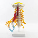 Modelo de anatomía de la columna cervical humana 1:1 Recursos de enseñanza de ciencias médicas