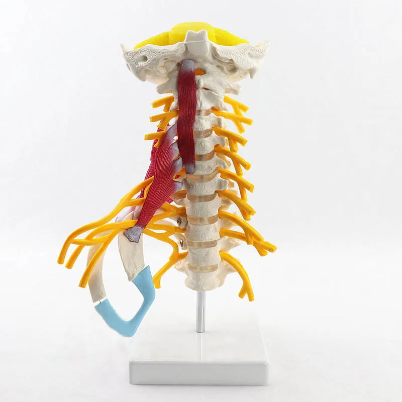 1:1 Sumber Pengajaran Ilmu Kedokteran Model Anatomi Tulang Belakang Serviks Manusia