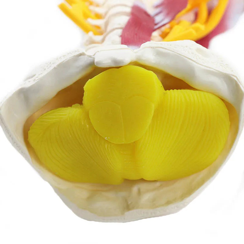 Modello di anatomia della colonna vertebrale cervicale umana 1:1 Risorse didattiche per scienze mediche