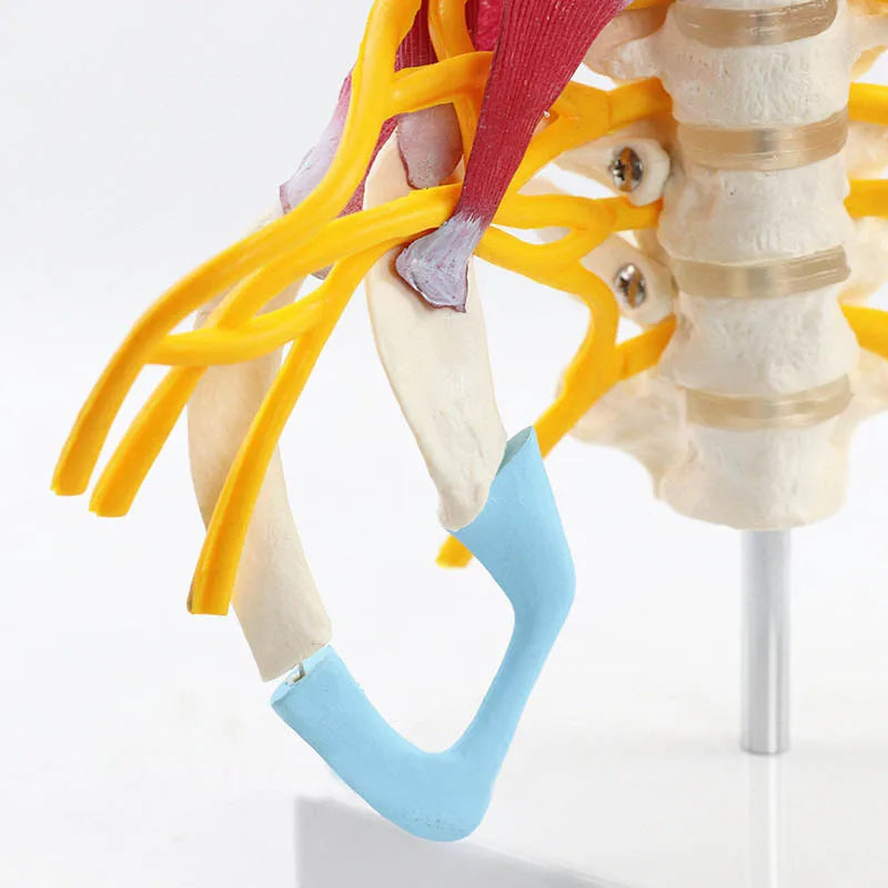 Modelo de anatomia da coluna cervical humana 1:1, recursos de ensino de ciências médicas