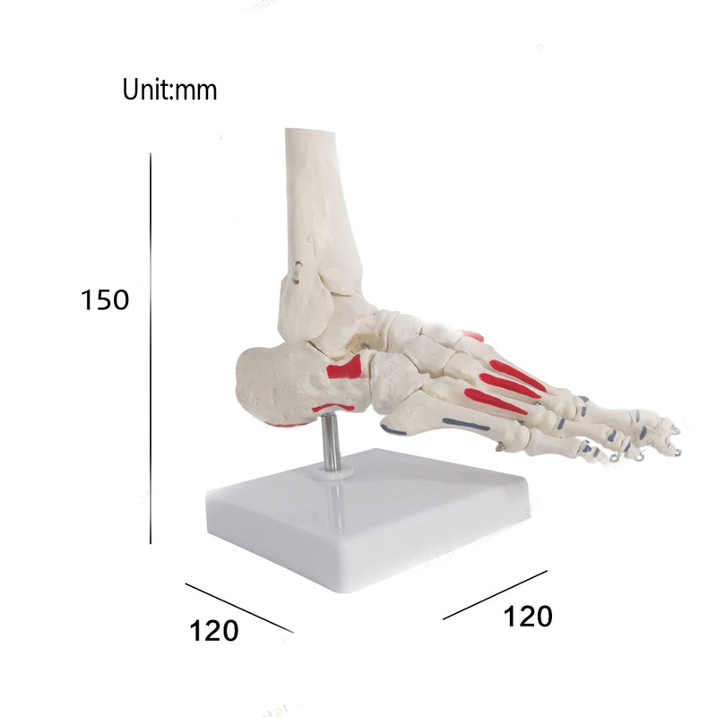 1:1 modelo de anatomia do esqueleto da articulação do pé humano, recursos de ensino de ciências médicas