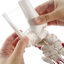 Modello anatomico dello scheletro dell'articolazione del piede umano 1:1 Risorse didattiche per la scienza medica