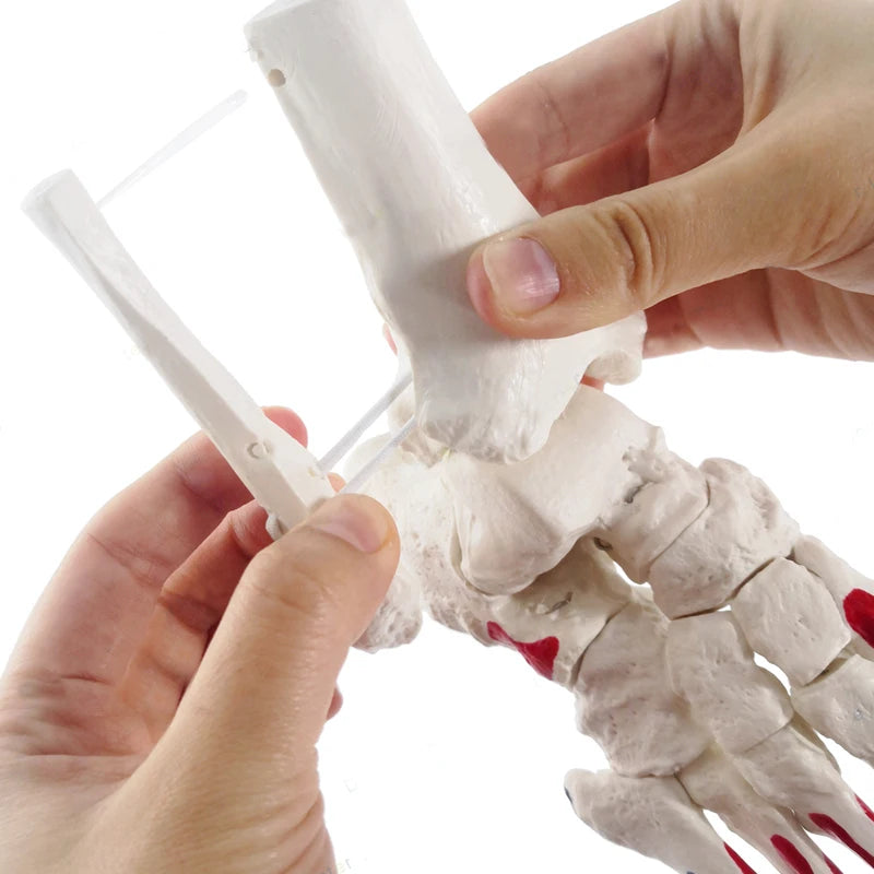 Modello anatomico dello scheletro dell'articolazione del piede umano 1:1 Risorse didattiche per la scienza medica