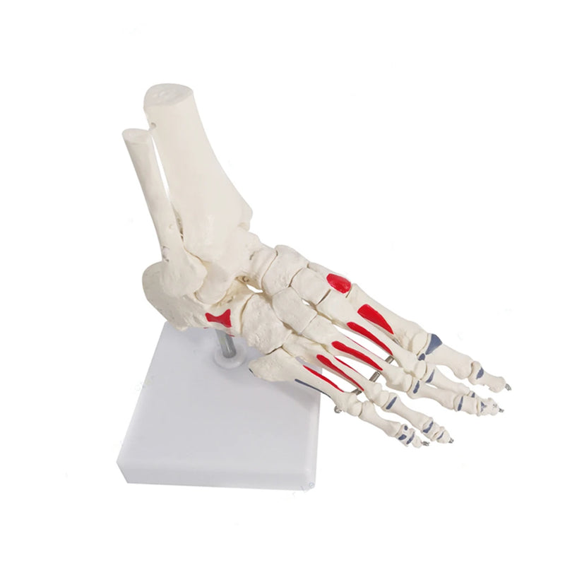 Modelo de anatomía del esqueleto de la articulación del pie humano 1:1, recursos de enseñanza de ciencias médicas