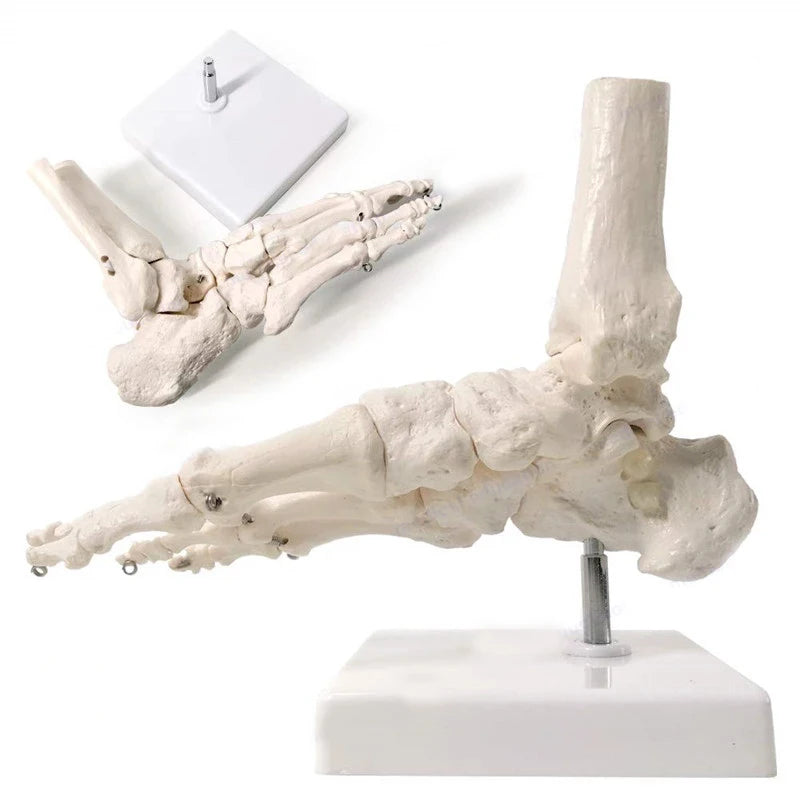 Modèle d'anatomie du squelette du pied humain 1:1, ressources pédagogiques en sciences médicales