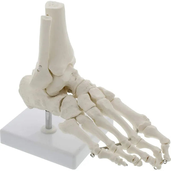 Modello anatomico dello scheletro del piede umano 1:1 Risorse didattiche per la scienza medica