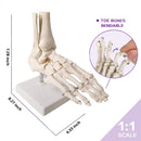 Modelo de anatomía del esqueleto del pie humano 1:1, recursos de enseñanza de ciencias médicas