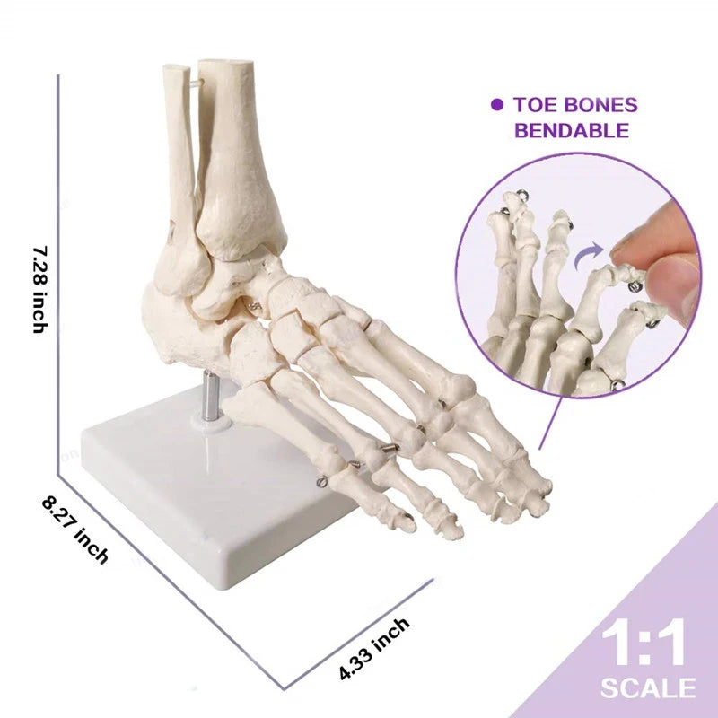 Modelo de anatomia do esqueleto do pé humano 1:1, recursos de ensino de ciências médicas