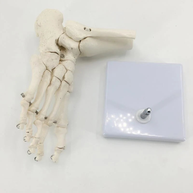 Modelo de anatomia do esqueleto do pé humano 1:1, recursos de ensino de ciências médicas