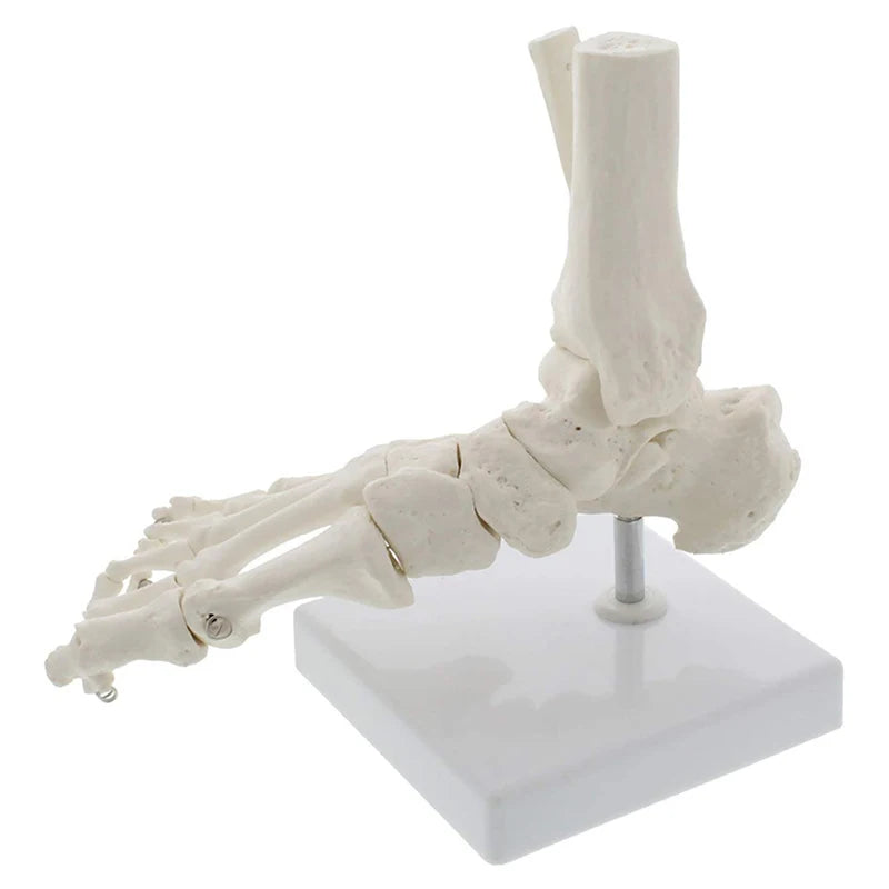 1:1 人間の足の骨格の解剖学モデル医療科学教育リソース