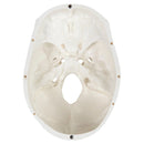 1:1 Scheletro umano Modello anatomico del cranio Risorse didattiche per scienze mediche