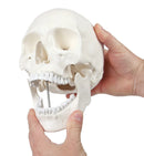 1:1 Scheletro umano Modello anatomico del cranio Risorse didattiche per scienze mediche