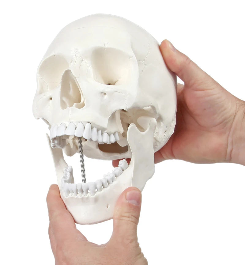 Model anatomiczny ludzkiego szkieletu czaszki w skali 1:1 Zasoby dydaktyczne nauk medycznych