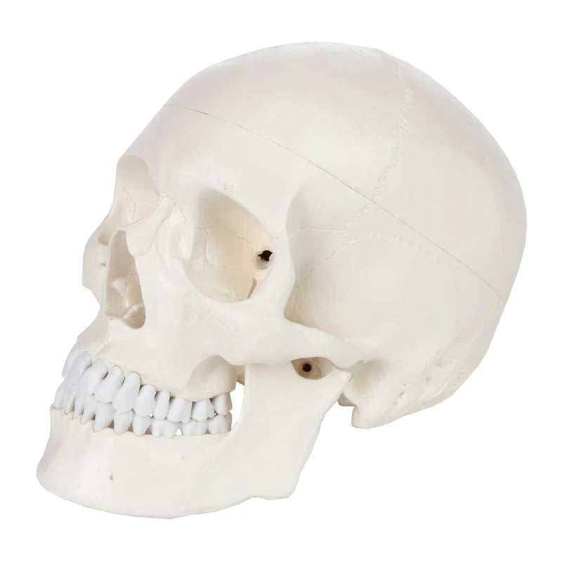 Model anatomiczny ludzkiego szkieletu czaszki w skali 1:1 Zasoby dydaktyczne nauk medycznych