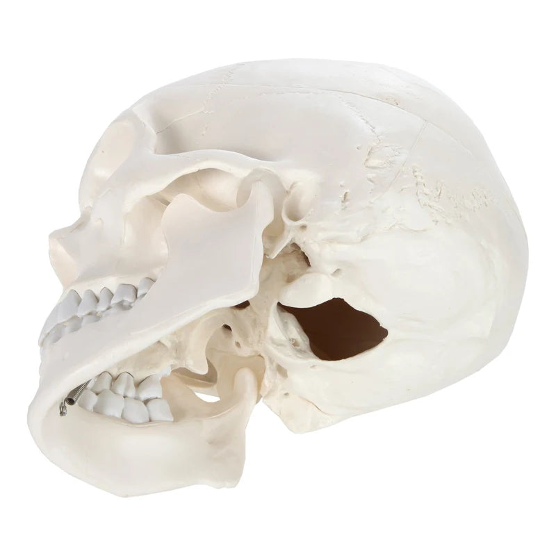 1:1 İnsan İskeleti Kafatası Anatomisi Modeli Tıp Bilimi Öğretim Kaynakları
