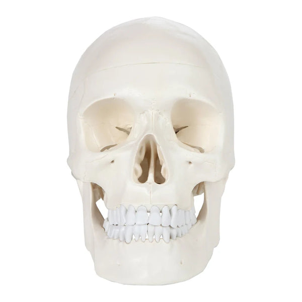 1:1 Az emberi csontváz koponya anatómiai modellje Orvostudományi oktatási források