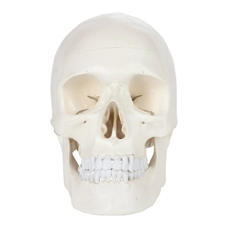 1:1 Menselijk skelet Schedel Anatomiemodel Medische wetenschappen Leermiddelen