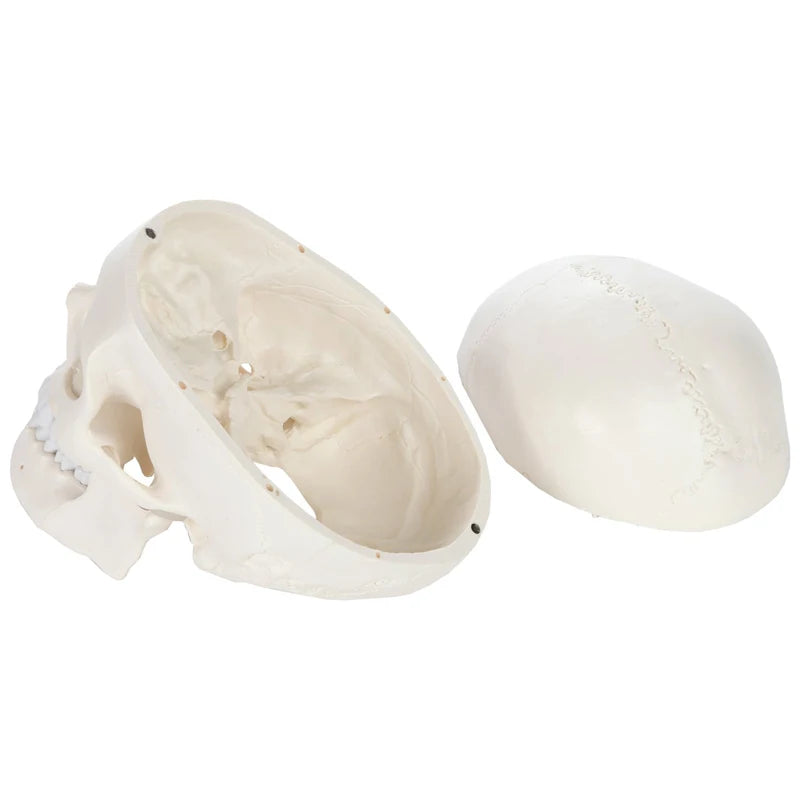 1:1 Scheletro umano Modello anatomico del cranio Risorse didattiche per scienze mediche