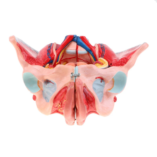 Modelo de tamaño natural 1:1, pelvis femenina humana, vasos, ligamentos, músculos, nervios con órganos extraíbles
