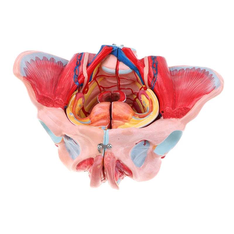 Модель человеческого таза, сосудов, связок, мышц, нервов, в натуральную величину, со съемными органами