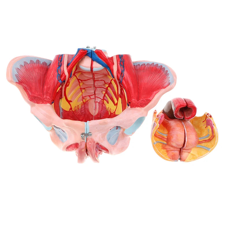 Modelo de tamaño natural 1:1, pelvis femenina humana, vasos, ligamentos, músculos, nervios con órganos extraíbles