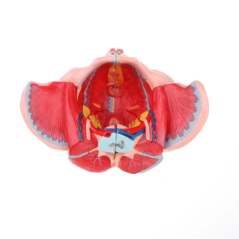 Modello a grandezza naturale 1:1 del bacino femminile umano, vasi, legamenti, muscoli, nervi con organi rimovibili